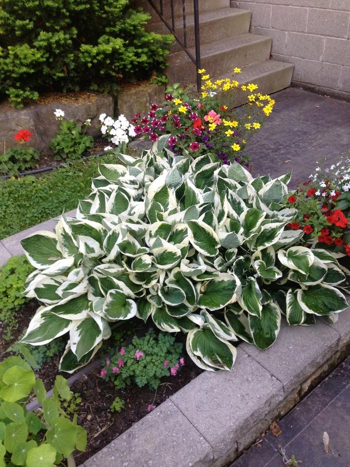 Hosta Patriot