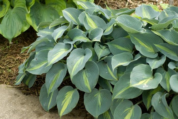 Hosta Touch of Class