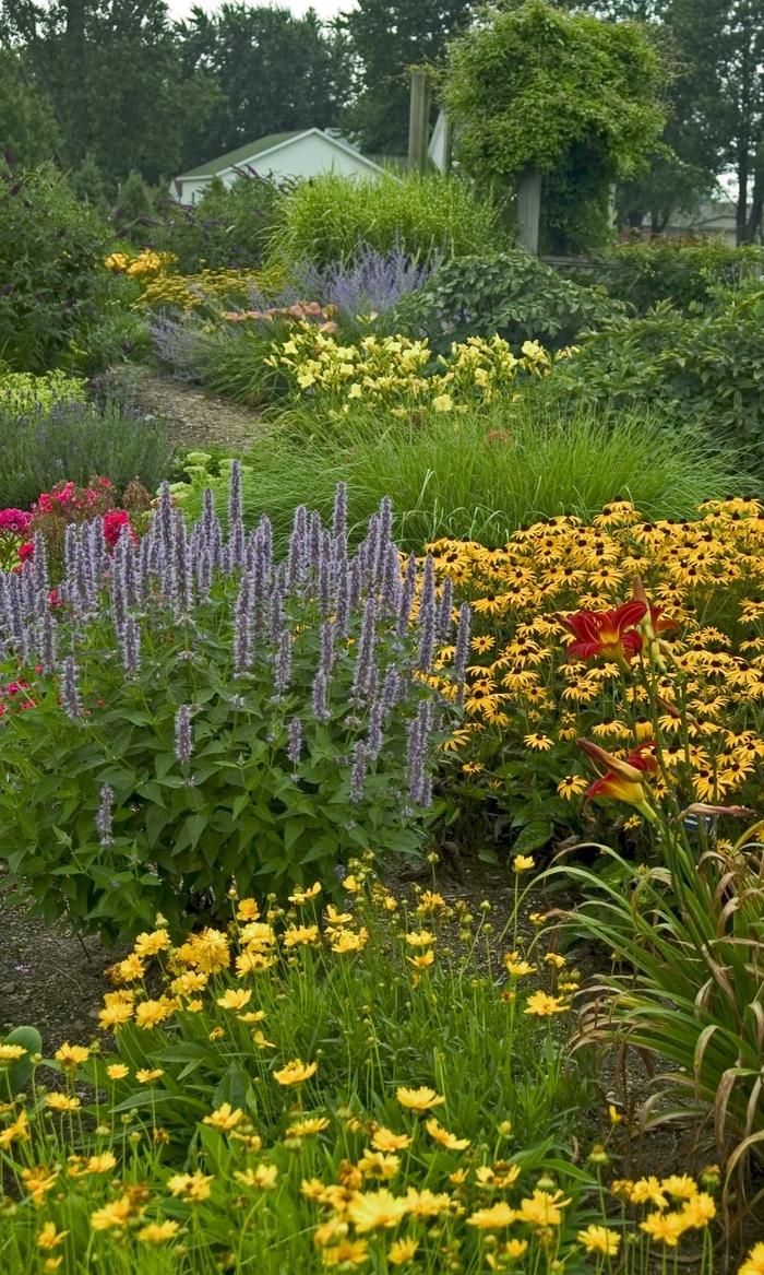 Agastache Blue Fortune