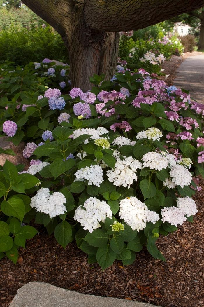 Hydrangea macrophylla Blushing Bride