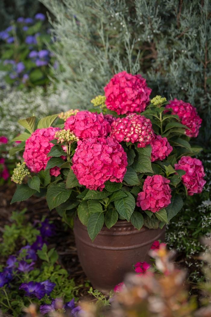 Hydrangea macrophylla Summer Crush®