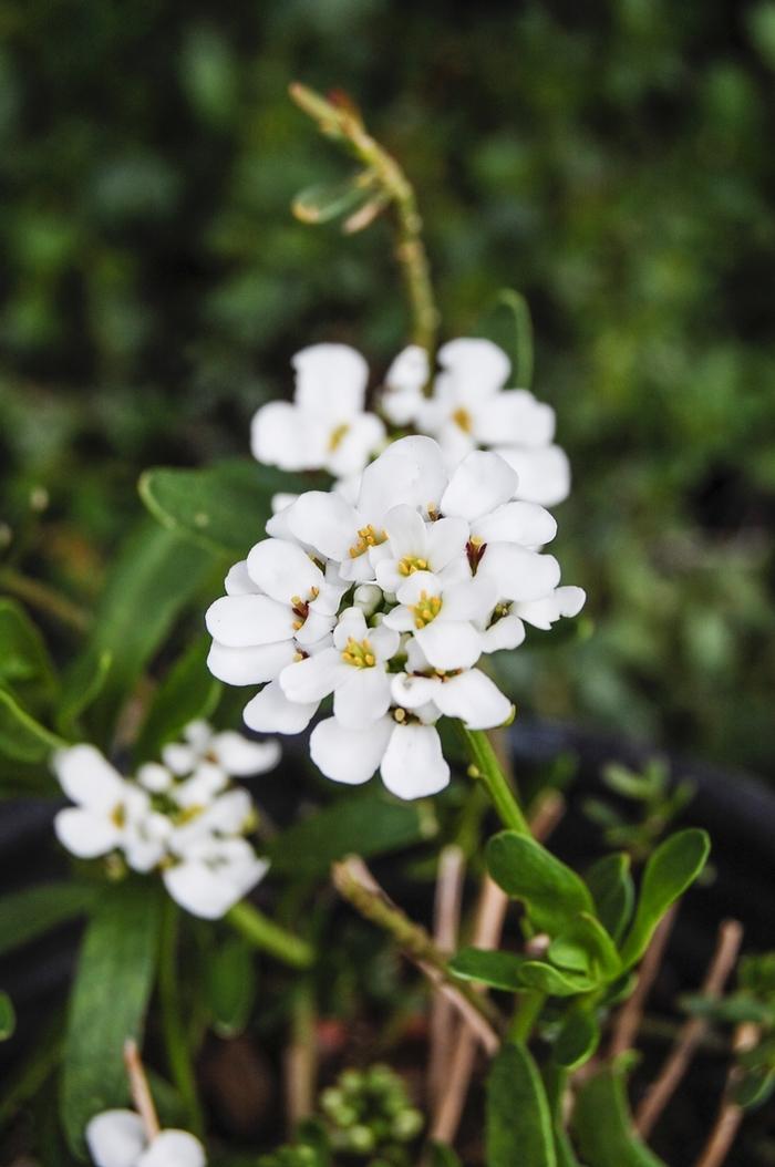 Iberis sempervirens Alexanders White