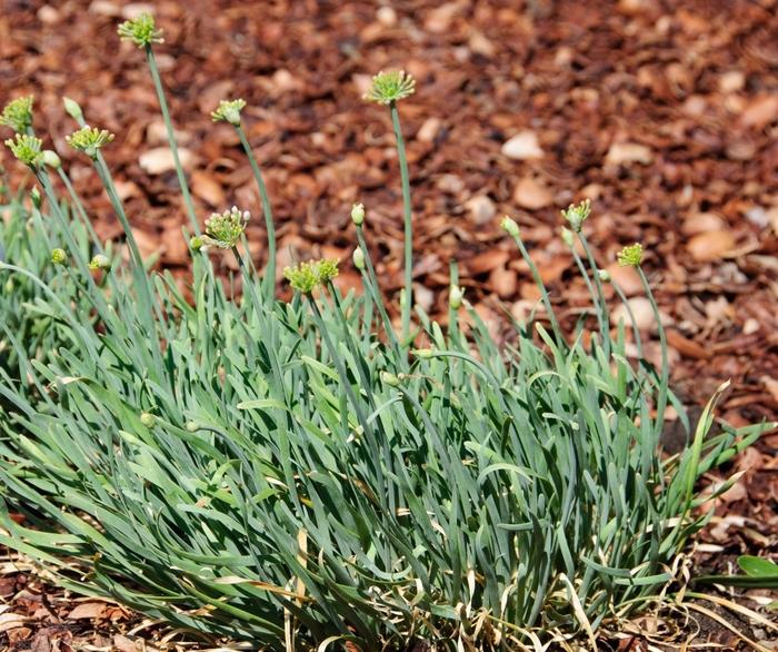 Allium senesens Blue Eddy