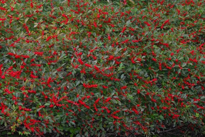 Ilex verticillata Red Sprite