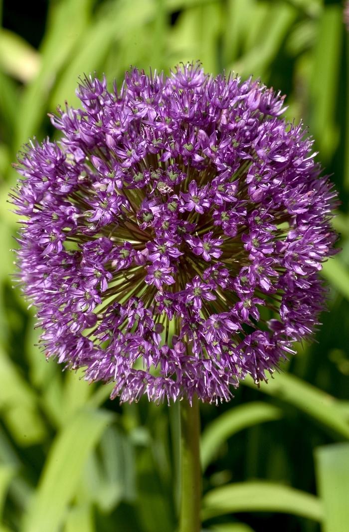 Allium Globemaster