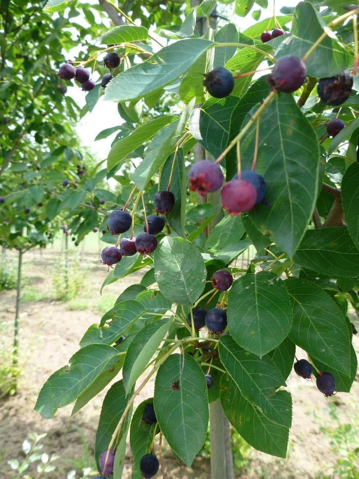 Amelanchier canadensis 