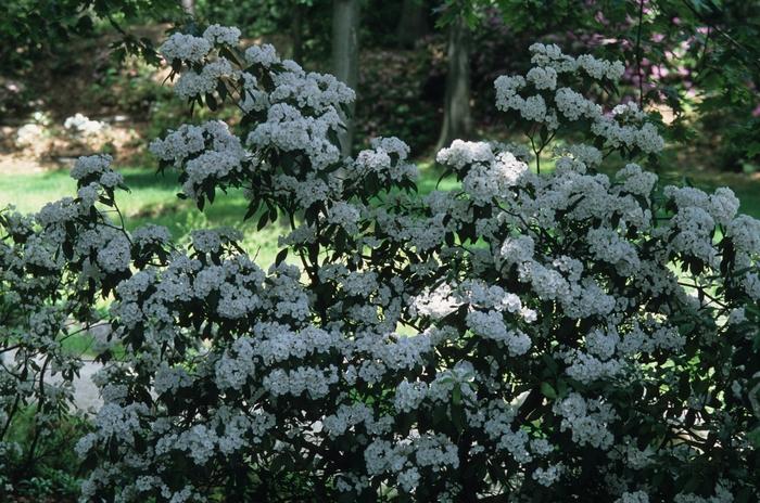 Kalmia latifolia 