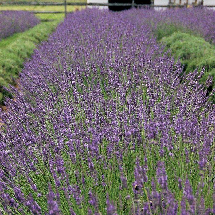 Lavandula x intermedia Phenomenal