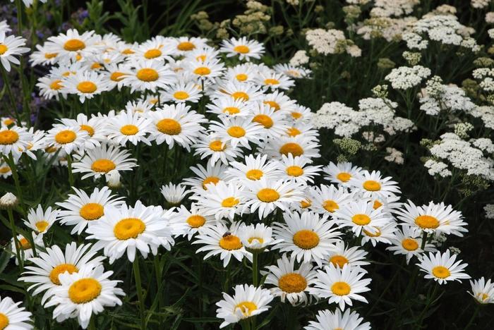 Leucanthemum x superbum Snowcap