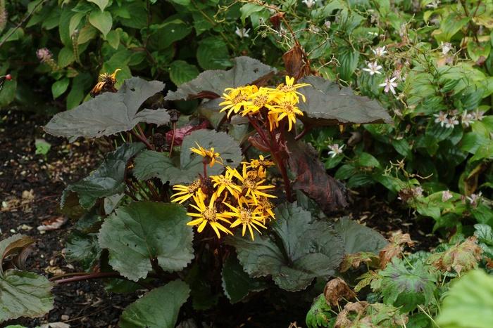 Ligularia dentata Britt Marie Crawford