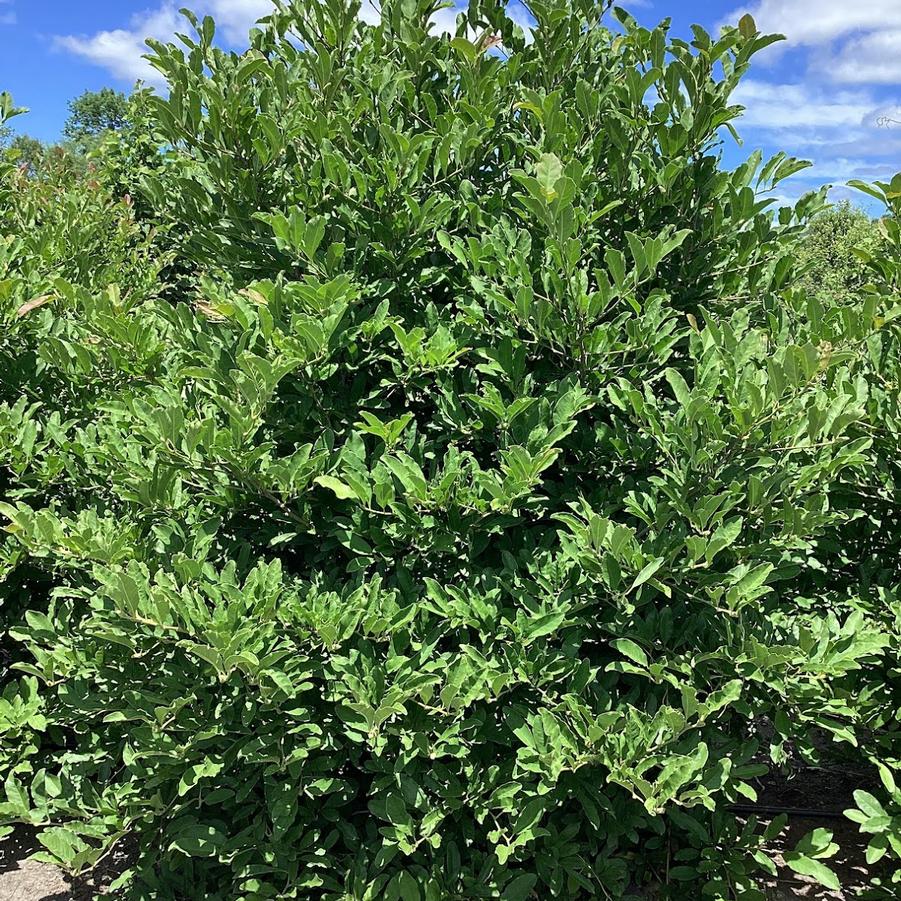 From Our Fields at Canterbury Tree Farm