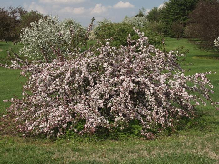 Malus sargentii Candymint