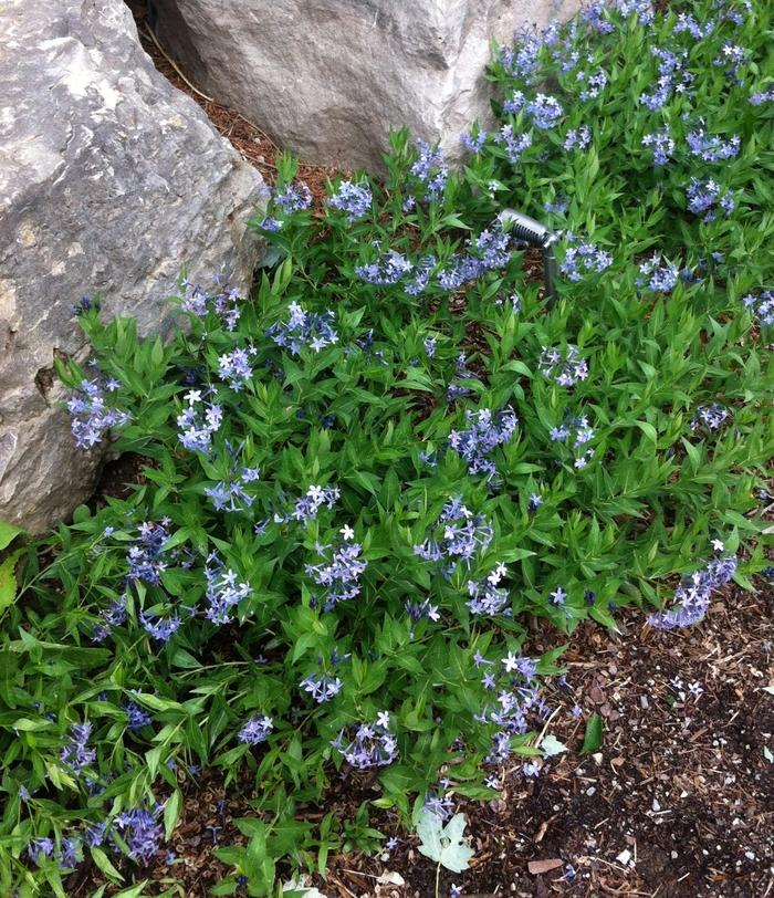 Amsonia Blue Ice