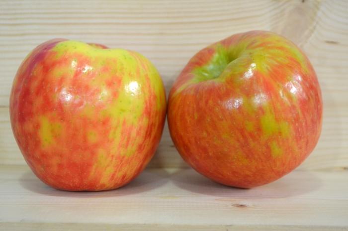 Malus domestica Honeycrisp