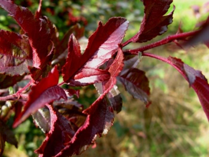 Malus Royal Raindrops®