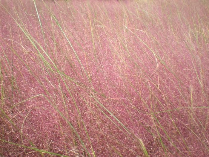 Muhlenbergia capillaris 