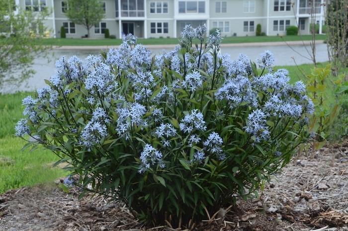 Amsonia tabernaemontana Storm Cloud