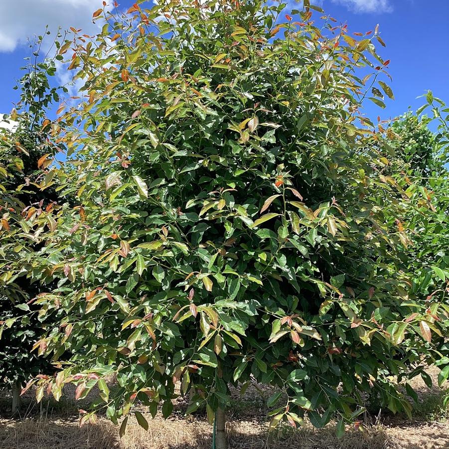 From Our Fields at Canterbury Tree Farm