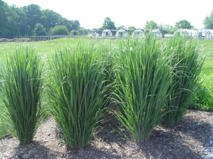 Panicum virgatum Northwind