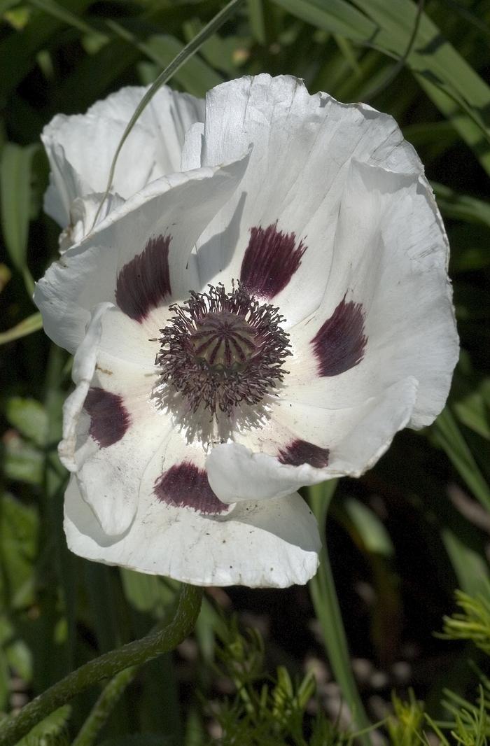 Papaver orientale Royal Wedding