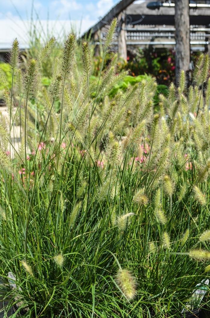 Pennisetum alopecuroides Hameln