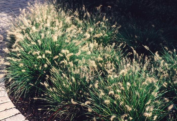 Pennisetum alopecuroides Little Bunny