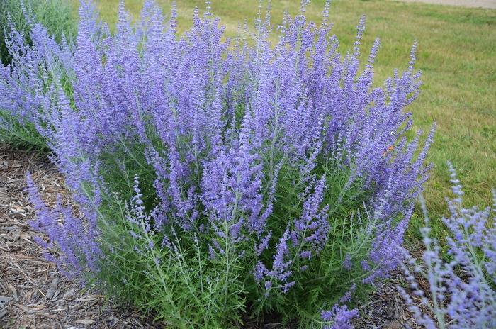 Perovskia atriplicifolia Blue Jean Baby