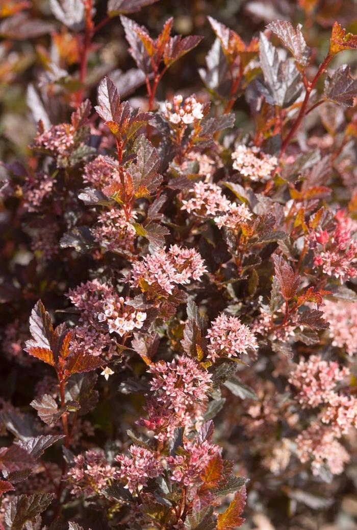 Physocarpus opulifolius Little Devil™