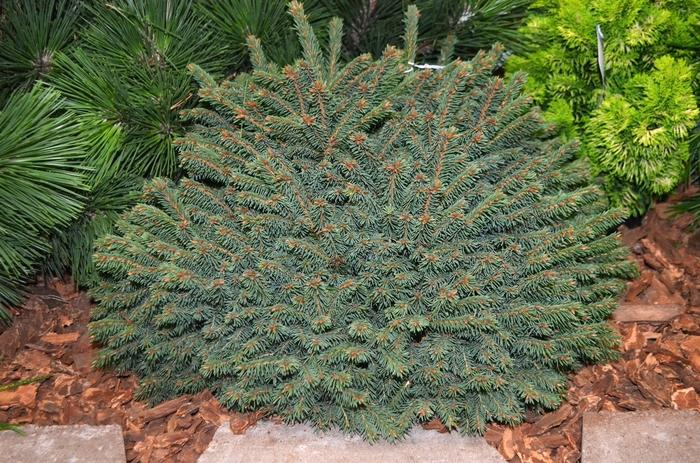 Picea abies Elegans