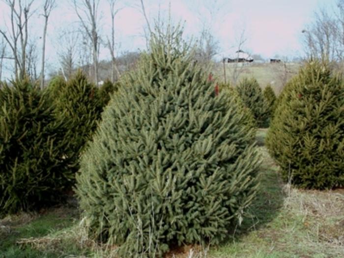 Picea glauca 