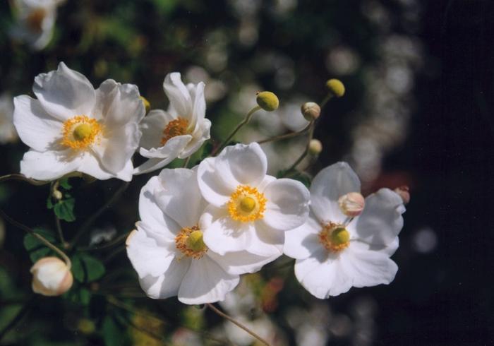 Anemone Honorine Jobert