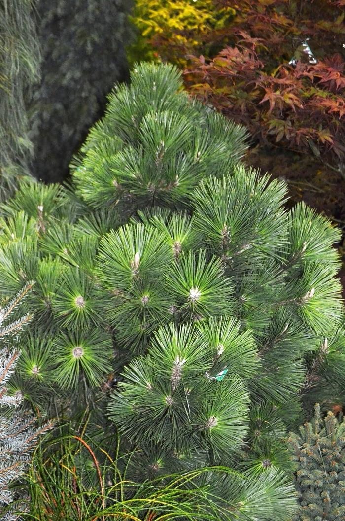 Pinus thunbergii Thunderhead