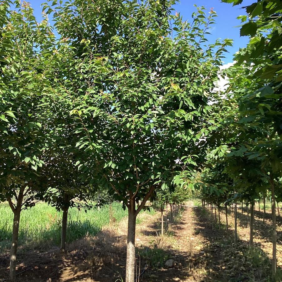 From Our Fields at Canterbury Tree Farm