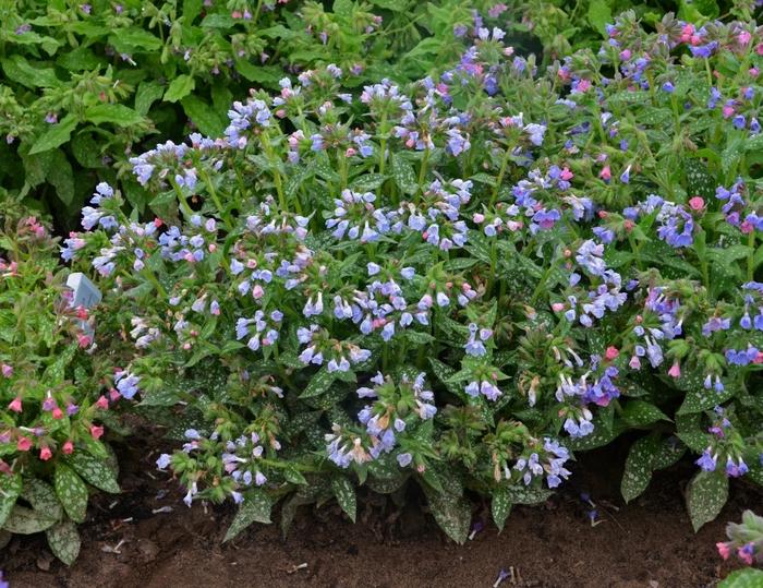 Pulmonaria Twinkle Toes