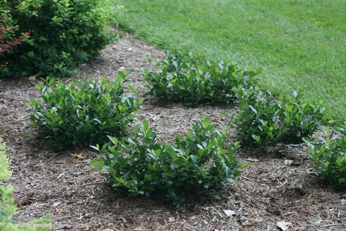 Aronia melanocarpa Low Scape Mound®