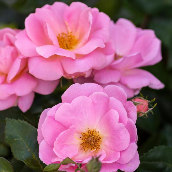 Rosa Knock Out® Peachy