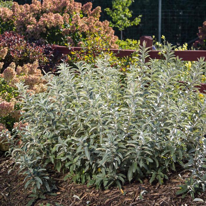 Salix candida Iceberg Alley®