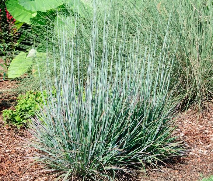 Schizachyrium scoparium Standing Ovation