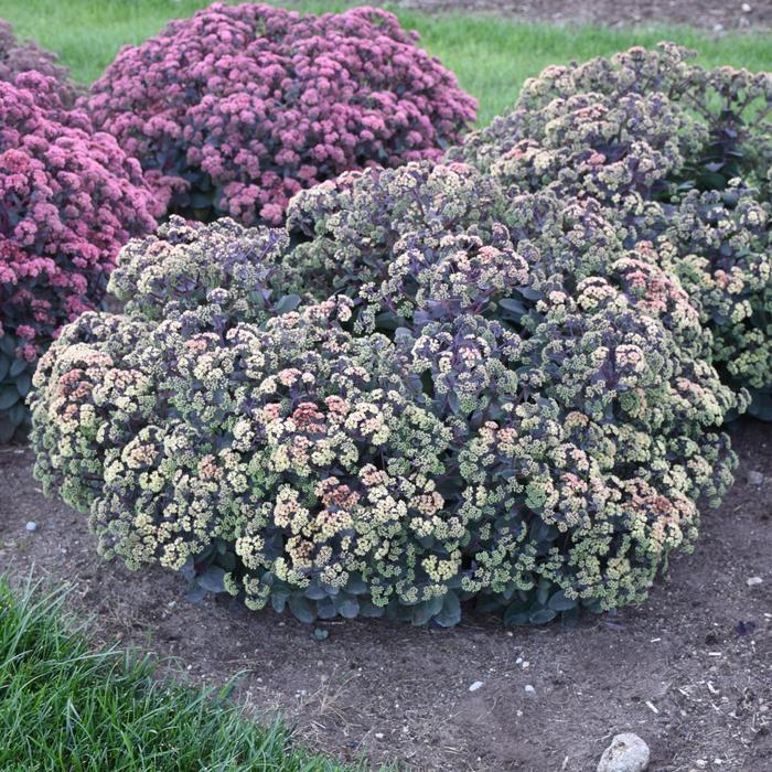 Sedum Night Light