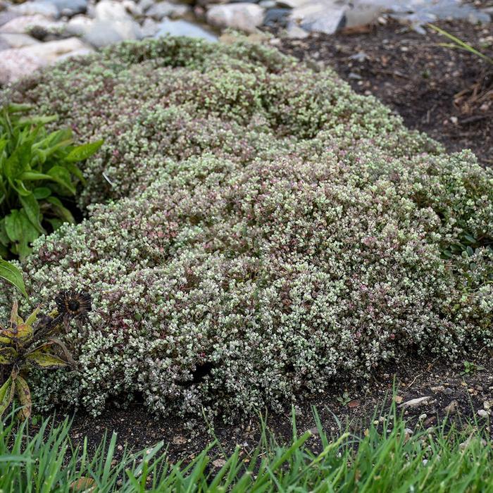 Sedum cauticola Steel The Show