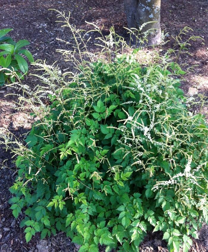 Aruncus Misty Lace