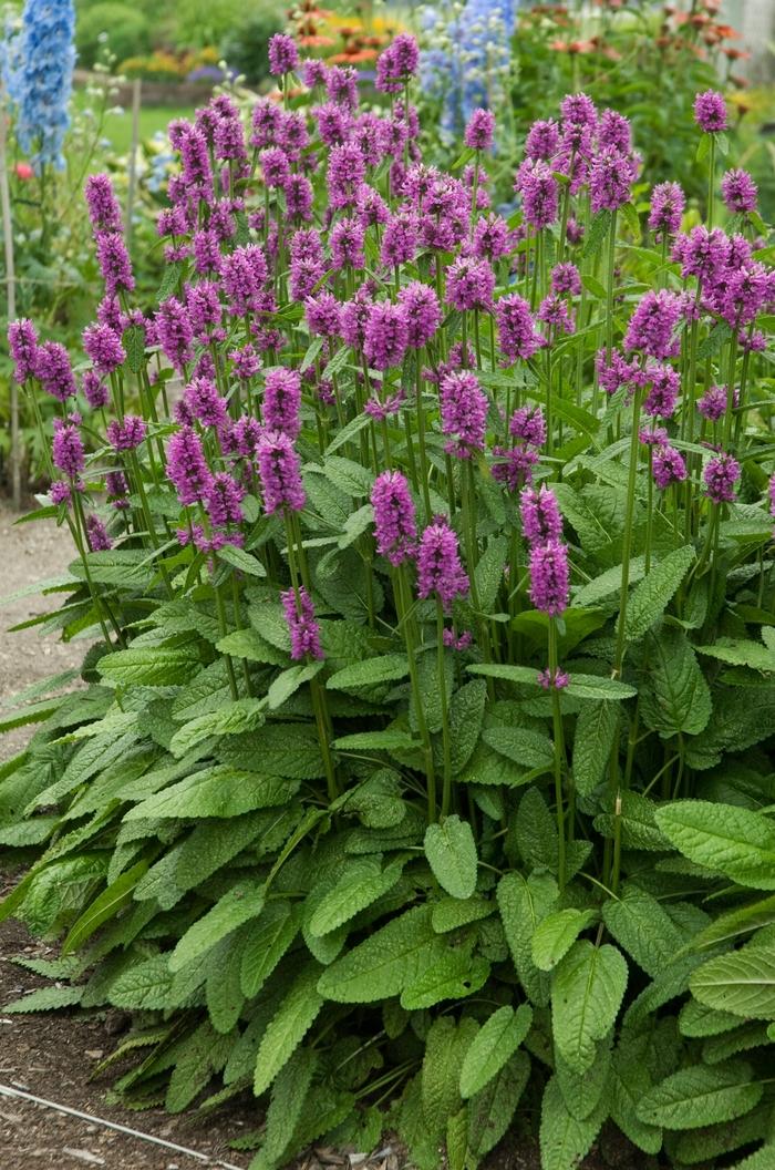 Stachys monieri Hummelo