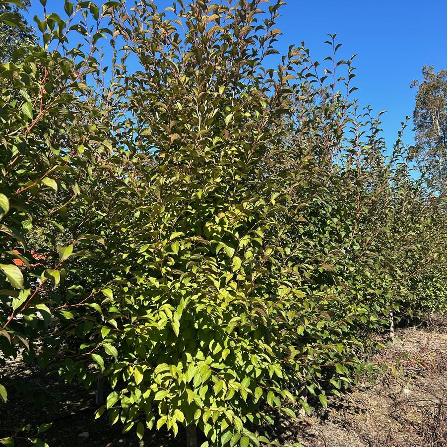 From Our Fields at Canterbury Tree Farm