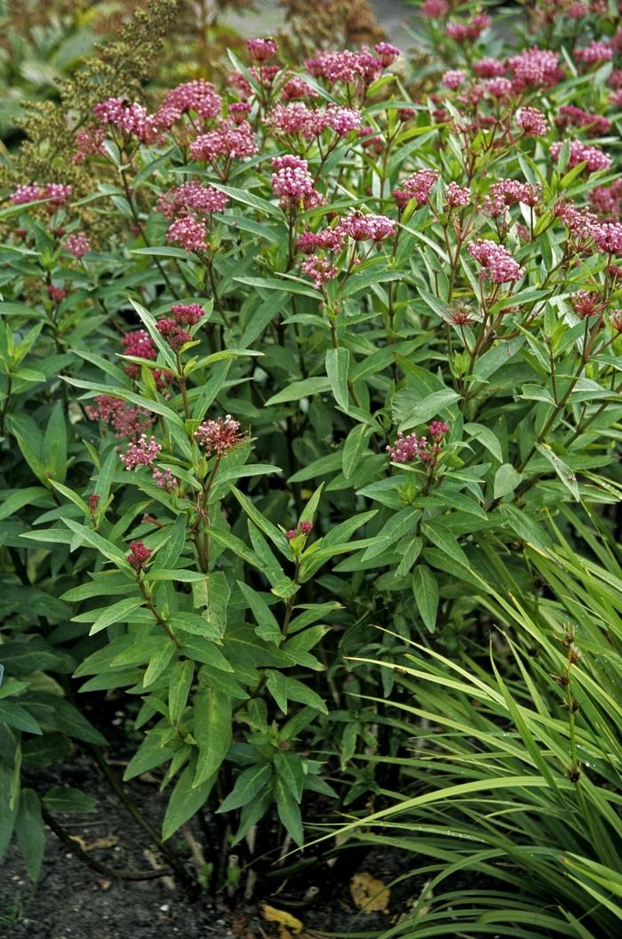 Asclepias incarnata Cinderella