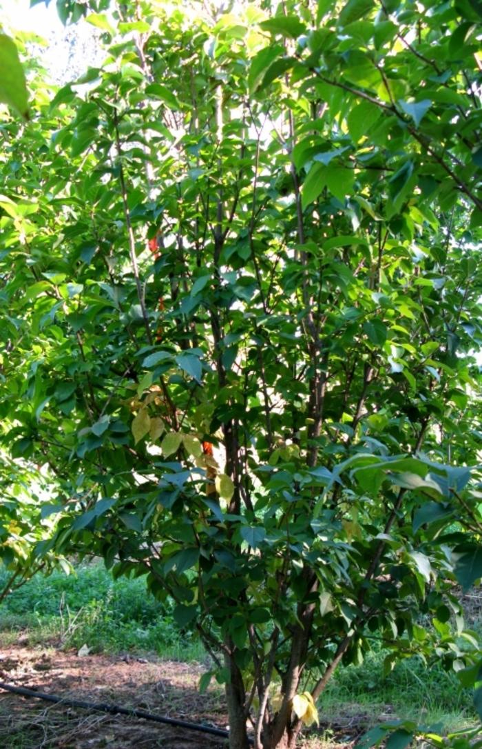 Syringa reticulata Ivory Silk