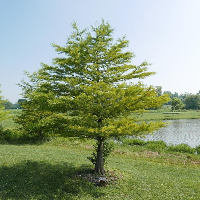 Taxodium distichum 