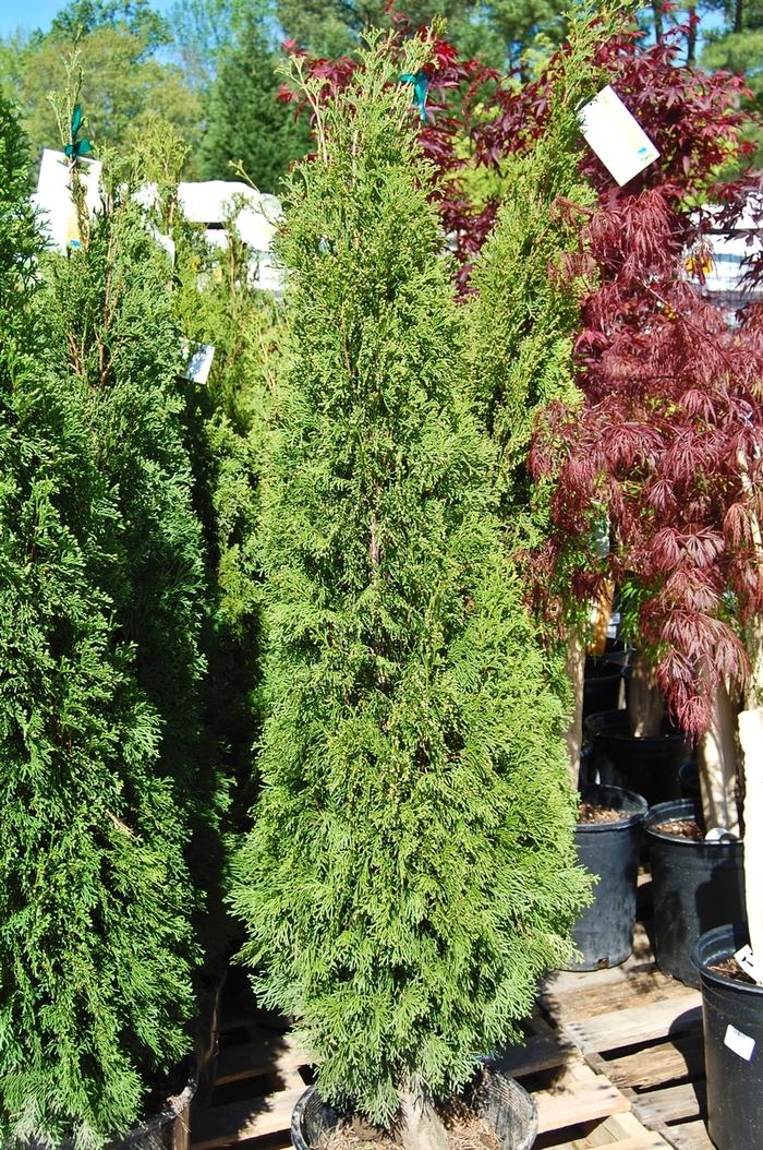 Thuja occidentalis Emerald Green