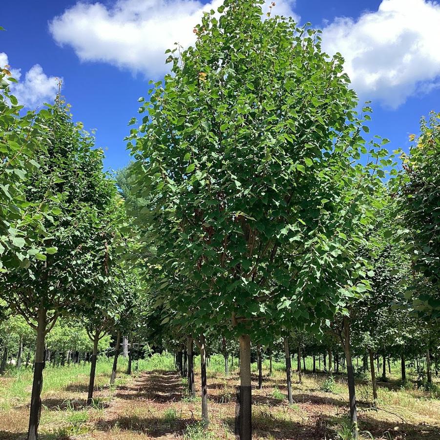 From Our Fields at Canterbury Tree Farm
