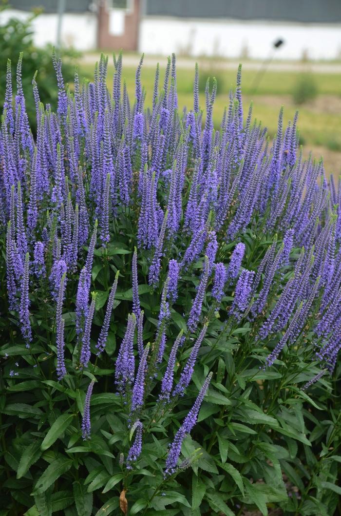 Veronica longifolia Blue Skywalker