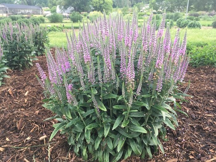 Veronica spicata Lavender Lightsaber